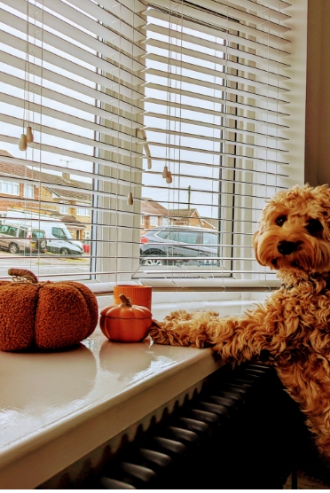 window blinds great crakehall